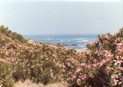 Les lauriers-roses devant Mama Binette vers la mer
----
Photo de Jean-Claude RODRIGUEZ
prise en Juillet 1979