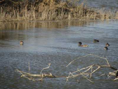 Les Sarcelles de Camargue