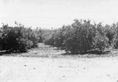 Oued-Fodda en 1954 
l'orangeraie