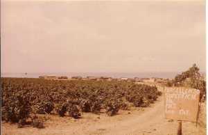 Photo prise depuis la route 
de Mostaganem vers 1965-67
au fond : les restes du regroupement