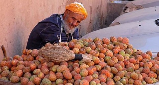 Les FIGUES de BARBARIE