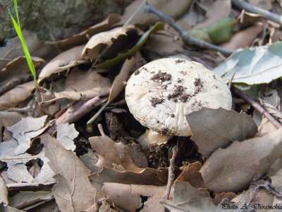 Champignon du BISSA