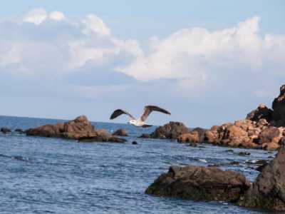 Les mouettes de la plage anglaise