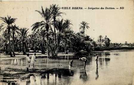 BISKRA -1931 
irrigation des dattiers