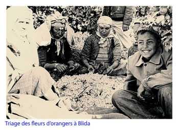 BLIDA - Triage des fleurs d'orangers
