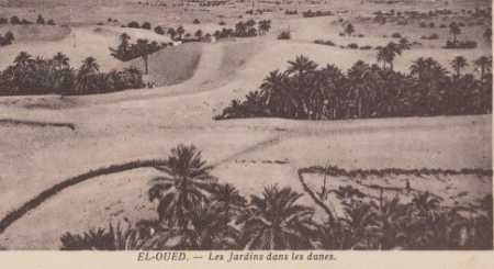 EL OUED - Le Jardin dans les dunes