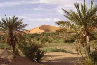 Les Dunes et les Palmiers de KERZAZ