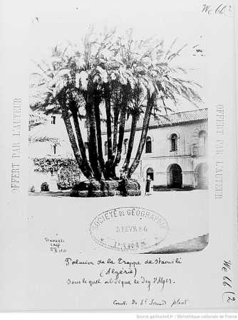 Staoueli,le palmier de la Trappe 
sous lequel abdiqua le Dey d'Alger