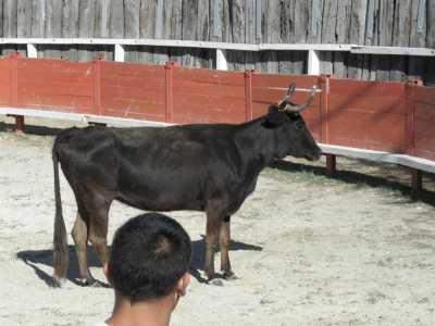 Une vachette Camarguaise en furie