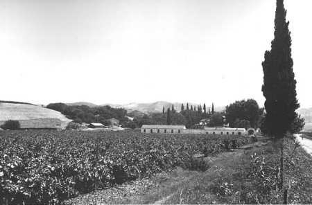 un Vignoble