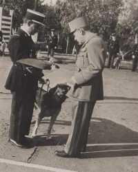 Les Chiens de la Gendarmerie