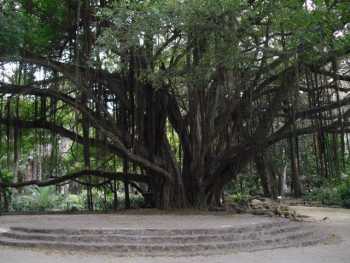 Jardin d'Essai du Hamma