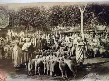 Le MARCHE de MAISON CARREE