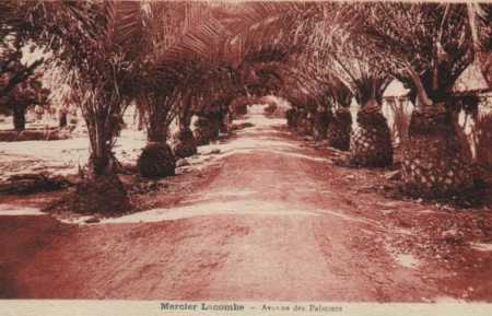 MERCIER-LACOMBE - Avenue des Palmiers