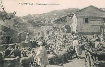 Philippeville - L'embarquement des moutons