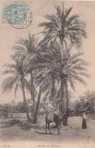 SAHARA - Les Palmiers